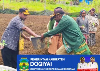 Pemda Dogiyai Menyerahkan Bibit Sawi sebanyak 20 Ribuh kepada Green House KP yang ada di Dogiyai