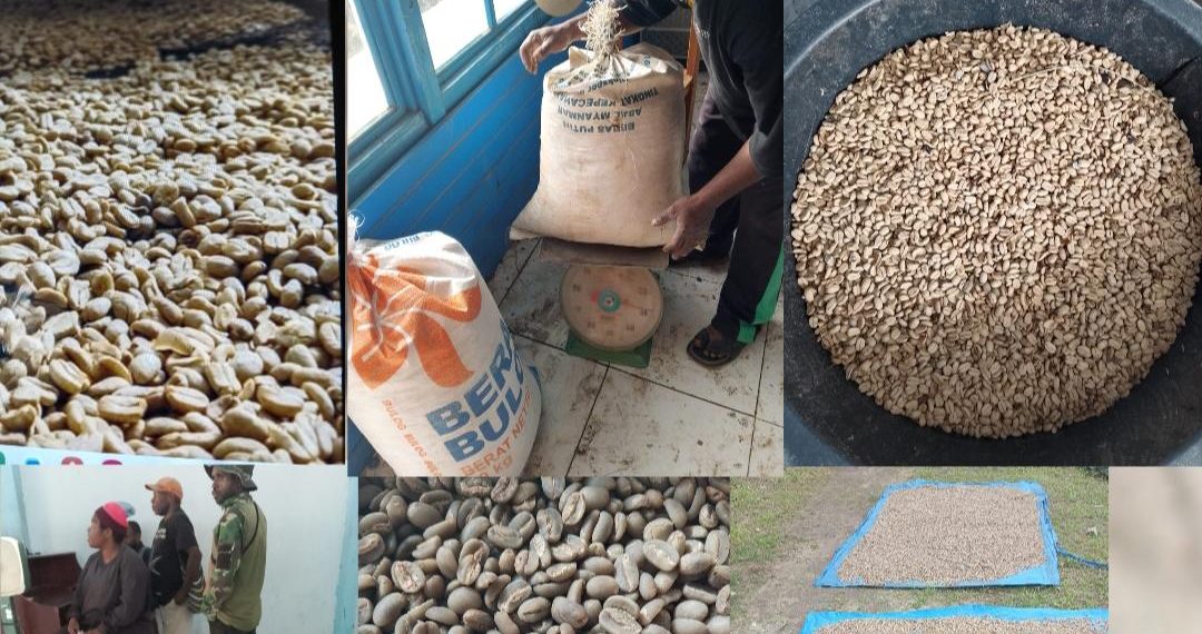 Marius Tebai:Koperasi produsen organik sejahtera abadi siap beli kopi biji kering.