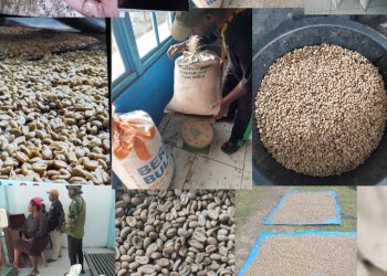 Marius Tebai:Koperasi produsen organik sejahtera abadi siap beli kopi biji kering.