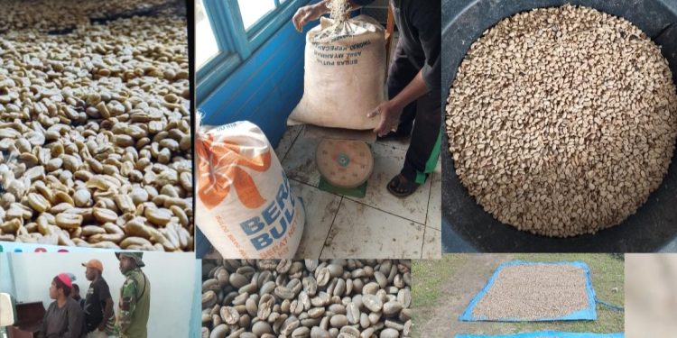 Marius Tebai:Koperasi produsen organik sejahtera abadi siap beli kopi biji kering.