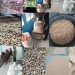 Marius Tebai:Koperasi produsen organik sejahtera abadi siap beli kopi biji kering.