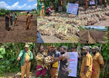 Dinas Pertanian & Perkebunan Dogiyai Salurkan Bibit Keladi ke Kelompok Tani IKIKABU di Kampung Obayo