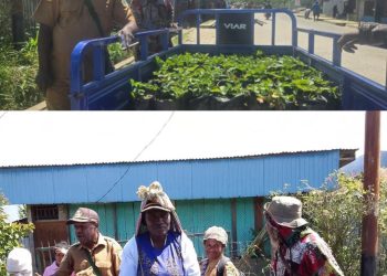 Dinas Pertanian Dogiyai Salurkan Bibit Stroberi ke TK PAUD Kampung Dikiyouwo, Tanamkan Cinta Tani Sejak Dini
